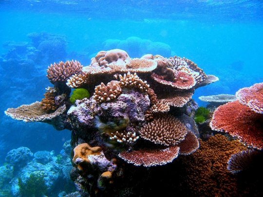 ProNaturA France Aquariophilie - Du polype au récif