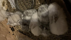 ProNaturA-France permet aux particuliers de conserver leur droit  à vendre sur Internet une partie de leurs sujets. Une belle victoire pour les petits éleveurs : 