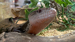 ProNaturA France à l’écoute aux 25 ans des « Reptiliades » à Nîmes : Reptiles, chéloniens et autres insectes ...toutes écailles dehors  !  