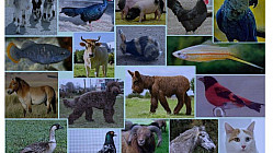 ProNaturA-France met en relation les passionnés d’animaux : plumes, poils ou écailles ! Première réunion  jeudi 16 novembre 20 h en visio . 