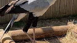 ProNaturA-France :  Comment la législation actuelle signe EN FAIT l’arrêt de mort de très nombreuses espèces menacées qu’elle prétend sauver. 