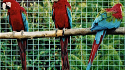 ProNaturA France : alerte sauvetage ! Cherche femelle Ara Chloroptère pour mâle rendu veuf par la tempéte de septembre.  