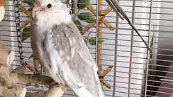 Exposition et bourse aux Oiseaux de l’Oiseau Club Avicole Gardois  à UCHAUD (GARD) les 3 et 4 février 2024 : avis aux amateurs !