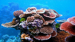 ProNaturA France Aquariophilie - Du polype au récif