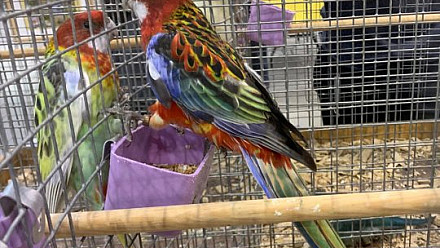 ProNaturA-France : Salon Animaux et Nature à Andrezieux Bouthezon : partage autour de l'activité d'élevage. 