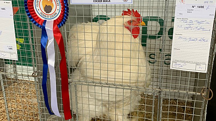 PronaturA-France : très belle Exposition Nationale de la Fédération Française des Volailles à Limoges 
