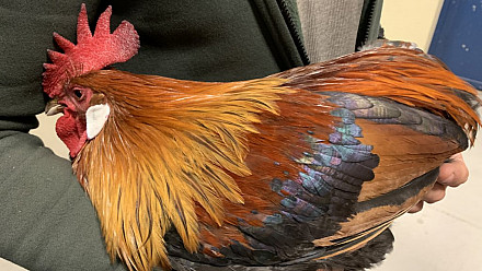 ProNaturA-France : Limoges : Deuxième table ronde «  élevage de conservation «  après Nogent sur Vernisson en avril 2023. 