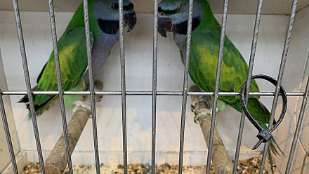 ProNaturA - France à la 41 ème édition de la Foire aux Oiseaux de Pontivy. Le pays de Cocagne pour les amoureux des oiseaux  !