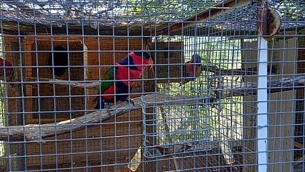 ProNaturA France : annonce matrimoniale «  Perroquet » :cherche mâle  lori tricolore / Erytrhothorax
