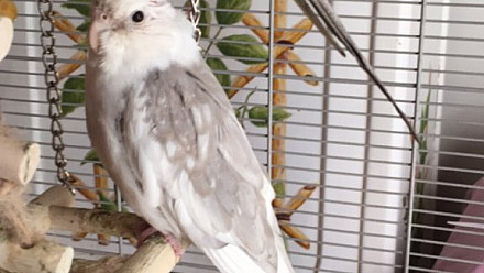 Exposition et bourse aux Oiseaux de l’Oiseau Club Avicole Gardois à UCHAUD (GARD) les 3 et 4 février 2024 : avis aux amateurs !
