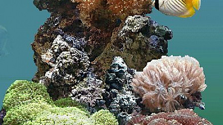 ProNaturA France Aquariophilie - Les dangers de l'aquariophilie