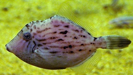 ProNatuA France Aquariophilie - Espèces lessepsiennes
