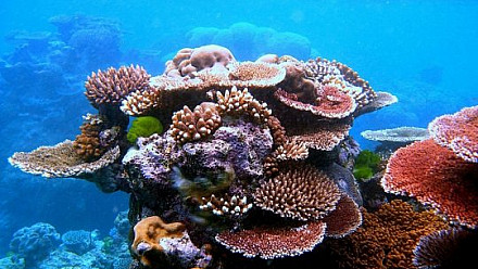ProNaturA France Aquariophilie - Du polype au récif