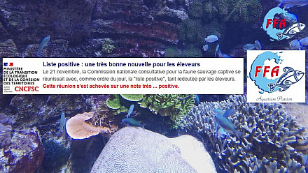 ProNaturA-France - Aquariophilie Liste positive : une très bonne nouvelle pour les éleveurs
