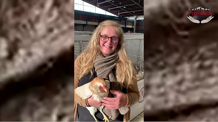 ProNaturA - France : la poule Araucana, la poule aux oeufs bleus, un animal de compagnie parfait !